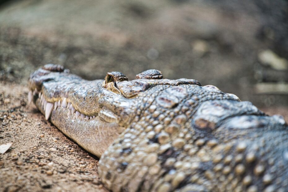 A huge crocodile