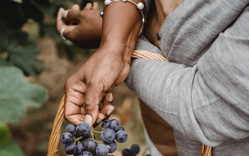 Black Farmer Fund announced that it has raised $11 million of its $20 million goal to help Black agricultural businesses.