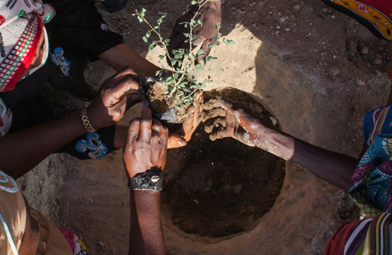 Restoring Africa's Ecosystems