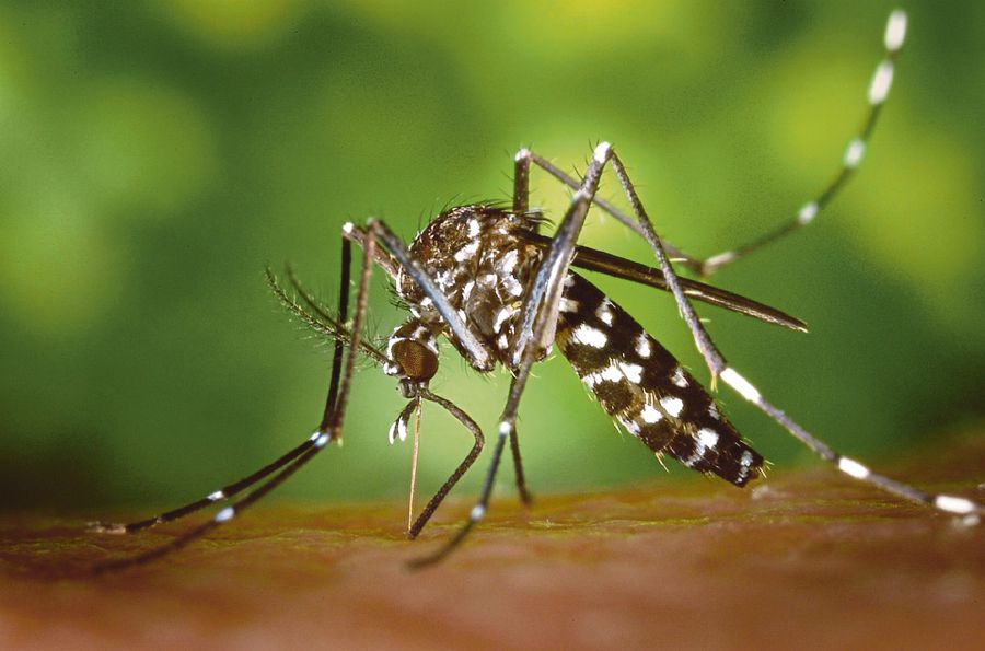 Mosquito, Drug to Lower Malaria rates for Pregnant Women with HIV