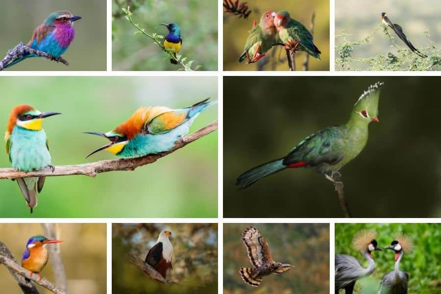 Birdwatching destinations in Africa